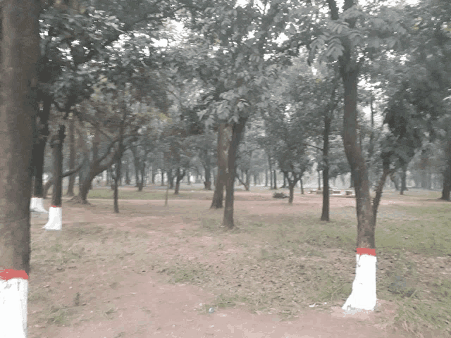 a lush green forest with trees painted in red and white