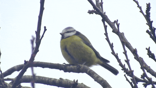 a small bird perched on a tree branch with a white background