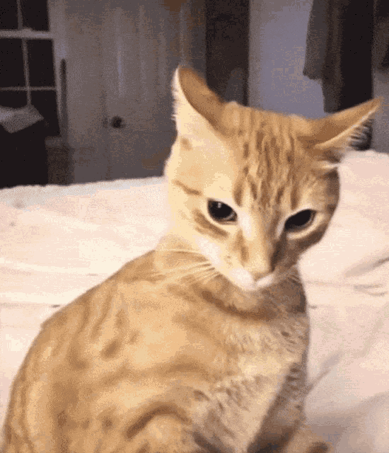 a cat is sitting on a bed with a white blanket and looking at the camera