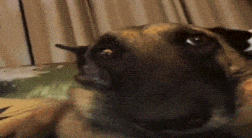 a close up of a brown dog looking at the camera .