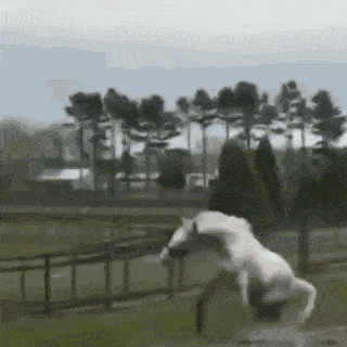 a white horse standing on its hind legs in a field