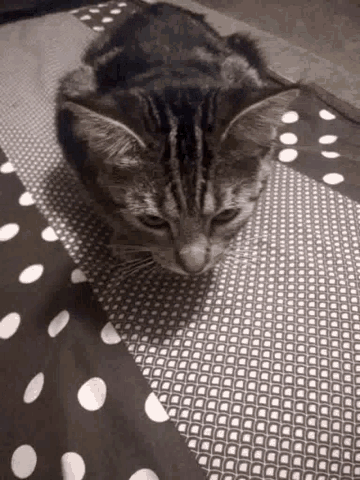 a cat is laying on a polka dot blanket .