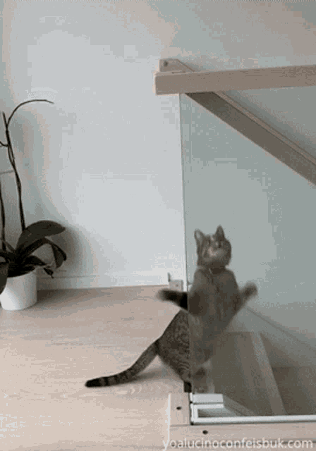 Funny Cat GIF - Funny Cat Slide GIFs