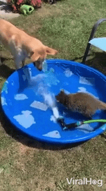 a dog and a cat are playing in a small pool of water