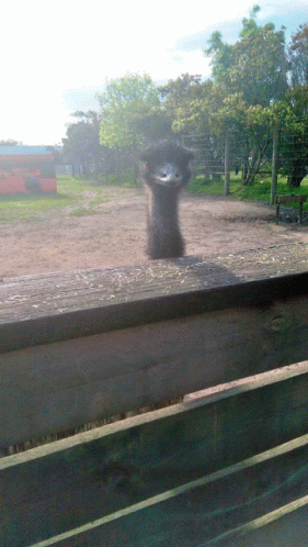 And Now The Emu Is Spitting At Me GIF - And Now The Emu Is Spitting At Me GIFs