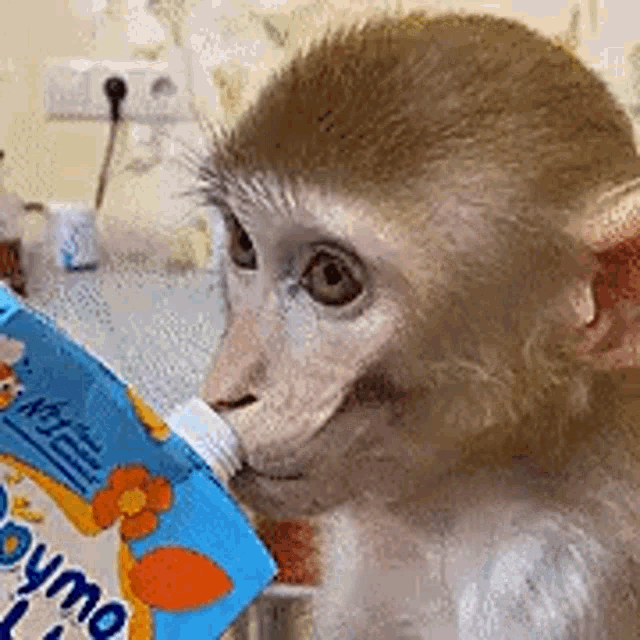 a monkey is drinking from a bag of yogurt