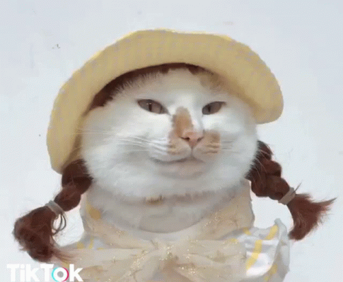 Cat Makeup GIF - Cat Makeup GIFs