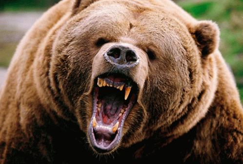 Bear Angry GIF