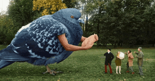 a pigeon with muscles is standing in a grassy field