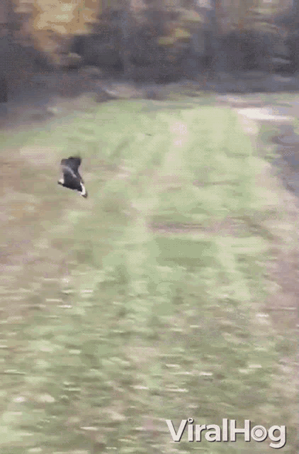 Fly Get Out GIF - Fly Get Out Move GIFs