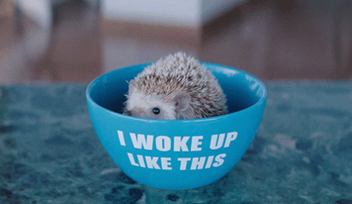 Hedgehog Cute GIF - Hedgehog Cute Woke Up Like This GIFs