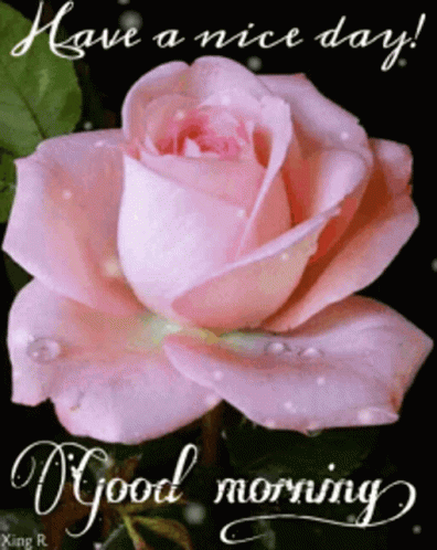 Have A Nice Day Flower GIF - Have A Nice Day Flower Rose GIFs