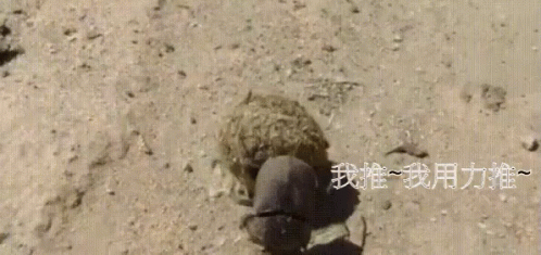 蜣螂 推糞蟲 Scarabaeidae Poop Rolling Bug GIF - 食屎狗eat Shit GIFs