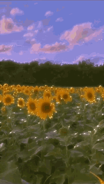 a field of sunflowers against a blue sky with clouds