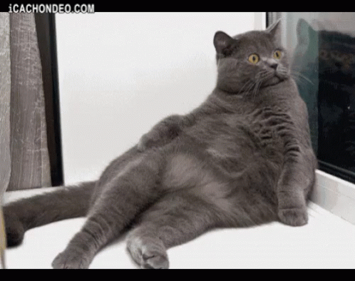 Fat Cat What GIF - Fat Cat What Shocked GIFs