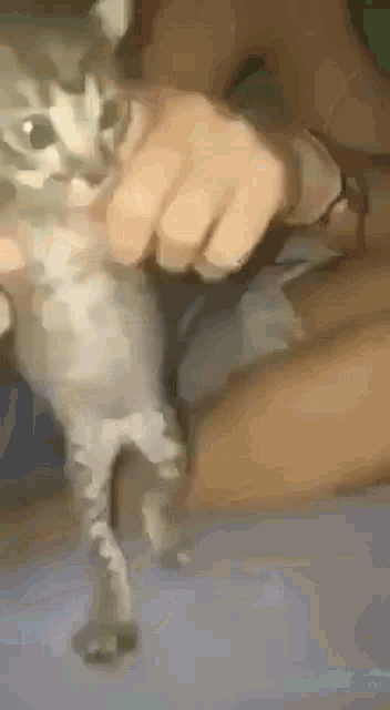 a person is holding a cat in their arms and it is looking at the camera .