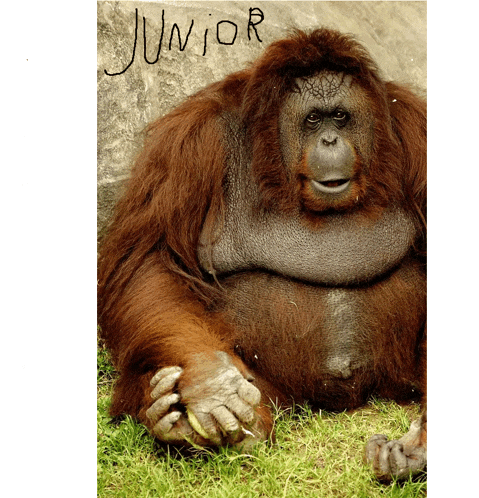 a monkey with the word junior written on the wall behind it