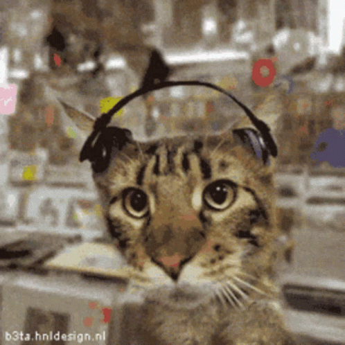 Cat Bobbing Head GIF - Cat Bobbing Head Silly GIFs