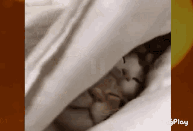 a close up of a kitten sleeping under a blanket .