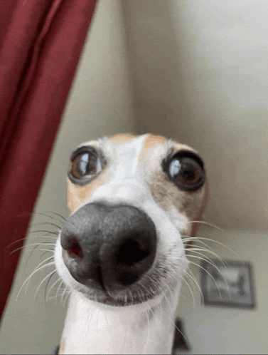 a close up of a dog 's face with a red curtain behind it