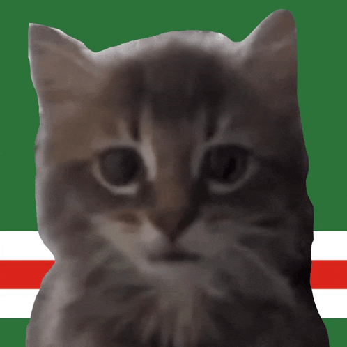 a close up of a cat 's face with a green and red striped background