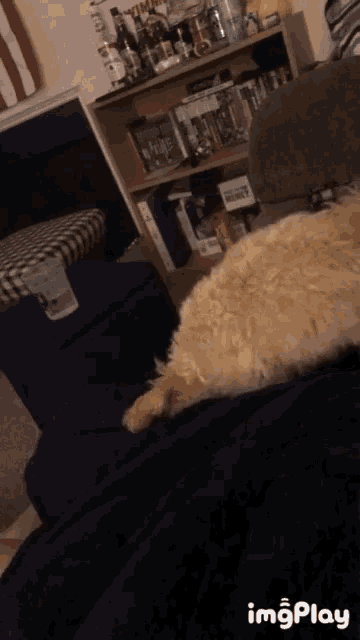 a cat is laying on a couch in a living room with the words imgplay on the bottom left