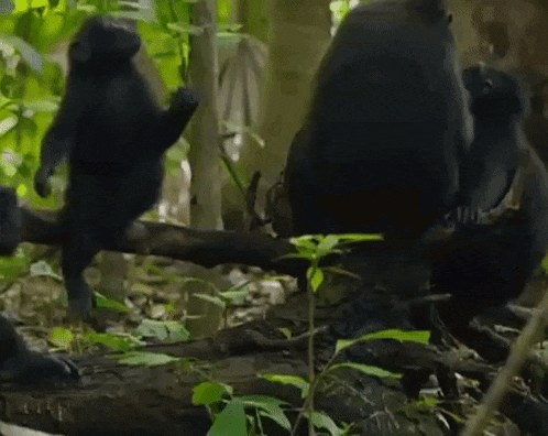 a group of monkeys are sitting on a tree branch in the jungle .