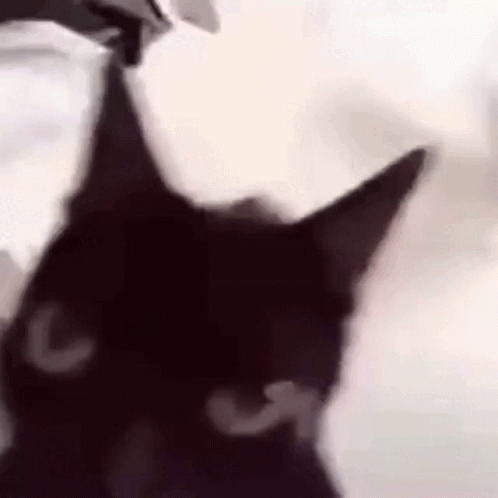 Cat Cat Funny GIF - Cat Cat Funny Reaction GIFs
