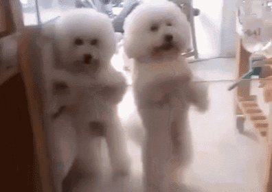 Puppy Shuffle GIF - Puppy Dog Dance GIFs