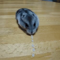 Cute Animals Mouse GIF - Cute Animals Mouse Eat GIFs
