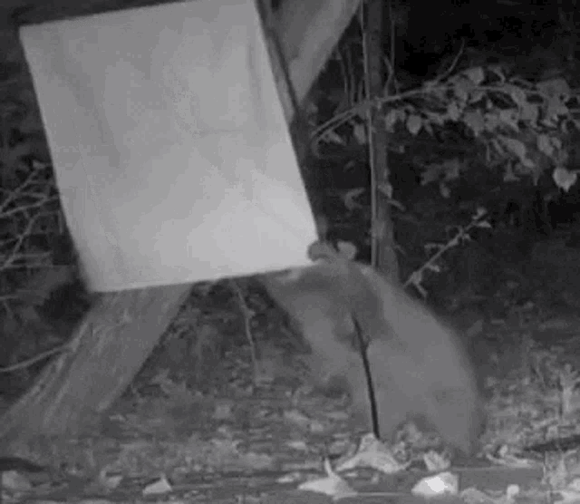 Wild Life Cam Raccoon GIF - Wild Life Cam Raccoon Trash Panda GIFs