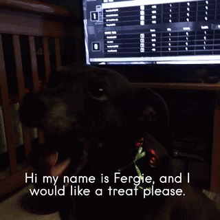 Dog Treat GIF - Dog Treat Fergie GIFs