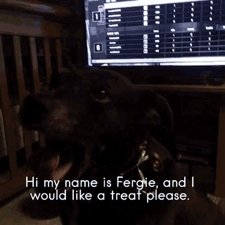 a black dog with the words hi my name is fergie and i would like a treat please below it