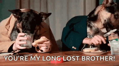 two german shepherds are sitting at a table eating food and drinking water .