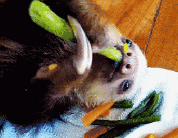 a close up of a sloth eating vegetables on a table