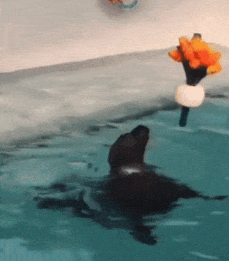 a seal is swimming in a pool with a bouquet of flowers