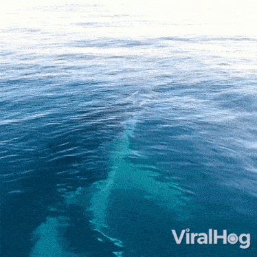 A Humpback Whale Coming Out From Water Viralhog GIF - A Humpback Whale Coming Out From Water Humpback Whale Viralhog GIFs