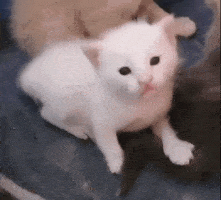 a white kitten is sitting on top of a blue blanket next to a brown kitten .