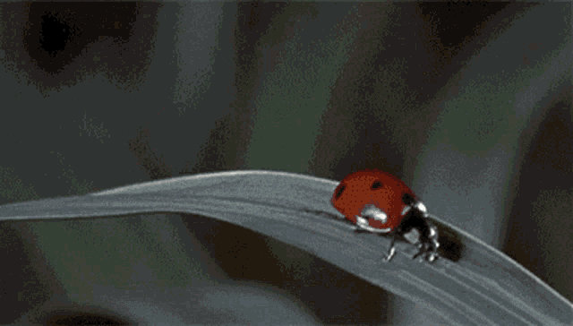 a ladybug is sitting on a leaf with the words shit shit shit shit shit on it