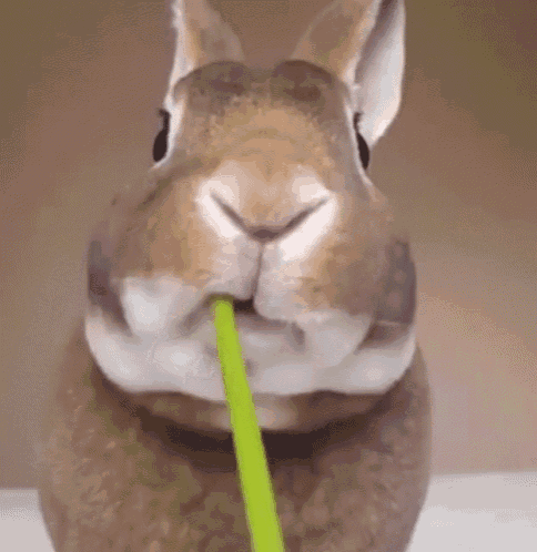Konijn Rabbit GIF - Konijn Rabbit Eating GIFs