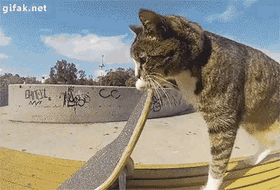 Skateboard GIF - Skateboard Cat Skills GIFs
