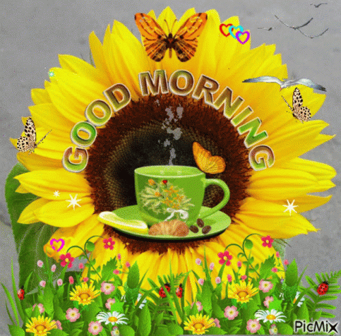 Flower Good Morning GIF - Flower Good Morning Gm GIFs