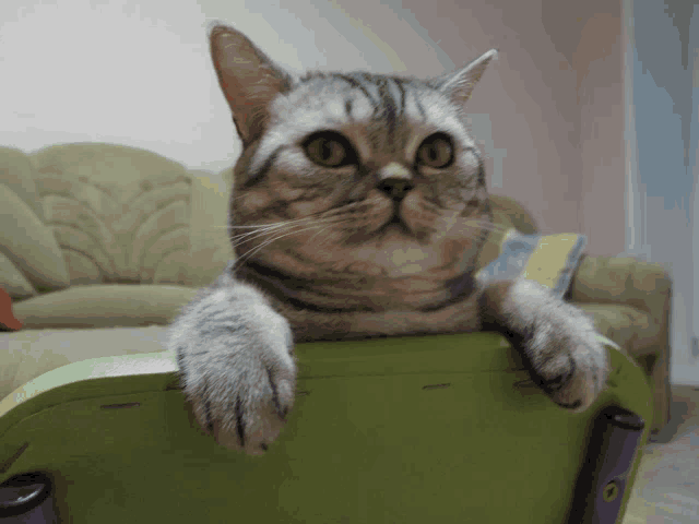 a cat sitting on a green chair with its paws on the back