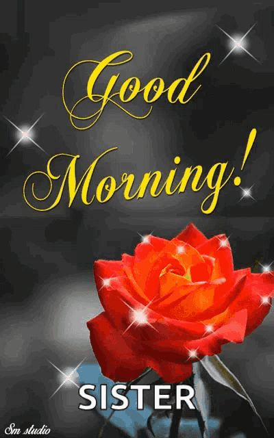 a red rose with the words good morning sister written above it