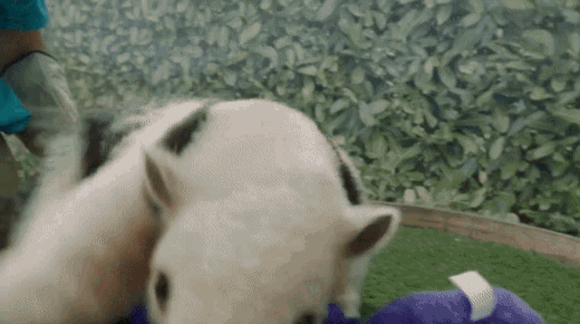 a person is petting a small white animal on the grass