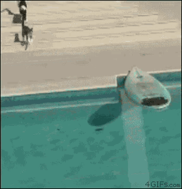 a cat is swimming in a pool with a dog .