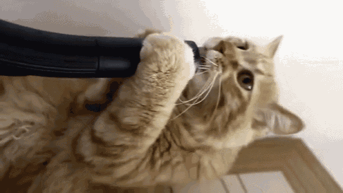 a cat is playing with a vacuum cleaner with its paw
