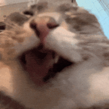 a close up of a cat 's mouth with its tongue hanging out