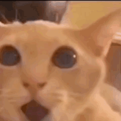 Shocked Shocked Meme GIF - Shocked Shocked Meme Cat GIFs