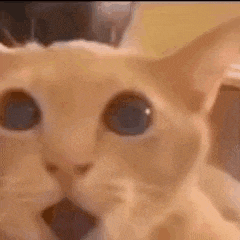 a close up of a cat 's face with its mouth wide open .